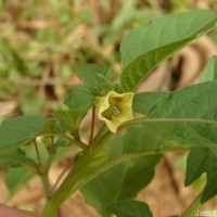 Physalis angulata L.